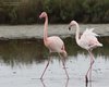 Fenicottero_Comacchio_15_10_2015_+++++0164sf