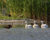 Mignattaio_Cigno_reale_Vallesina_29_5_2015_+++^8511sf