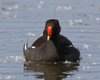 Gallinella_d_acqua_Vallesina_20_4_2015_+++++8934sf