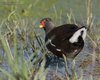 Gallinella_d_acqua_Vallesina_24_4_2015_+++++9980sf