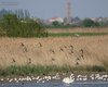 Pittima_reale_volo_Cigno_reale_Palude_Cona_20_4_2015_++++9206sf