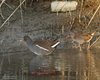Gallinella_d_acqua_Porciglione_Palude_Cona_7_11_2015_++++1460-1461sf