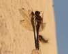 Libellula_Bruco_permesso_Montiron_31_10_2015_+++++8096sf