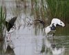 Ibis_sacro_Cavaliere_d_Italia_Vallesina_2_5_2015_++++^6348sf