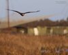 Falco_di_palude_volo_Palude_Cona_22_11_2015_++++4223sf