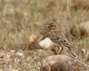 Calandrella_Coussouls_de_Crau_Francia_22_6_2016_++++0595sf