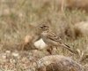 Calandrella_Coussouls_de_Crau_Francia_22_6_2016_++++0611sf