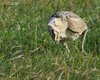 Tarabuso_Sacca_Scardovari_6_2_2016_+++++3590sf