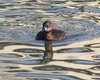 Tuffetto_Jesolo_20_2_2016_++++5039sf