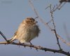 Passera_sarda_Sacca_Scardovari_6_2_2016_+++++2955sf