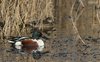 Mestolone_Alzavola_Valle_Vecchia_13_1_2016_++++7621sf_1920_1200