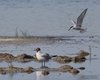 Sterna_comune_Gabbiano_comune_Saline_Comacchio_27_6_2015_+++6431sf