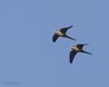 Parrocchetto_monaco_volo_Pastrengo_23_1_2016_+++^0202sf