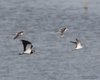 Pavoncella_Albastrello_volo_Valle_Mandriole_27_6_2015_+++7047sf
