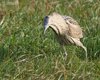 Tarabuso_Sacca_Scardovari_6_2_2016_+++++3574sf