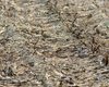 Passera_mattugia_mimetismo_Valle_Rotelle_2_1_2016_++++3101sf