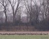 Oca_lombardella_Oca_facciabianca_Villaviera_2_1_2016_++++2786sf
