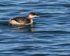 Svasso_collorosso_Punta_Sabbioni_16_1_2016_++++8716sf
