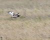 Gallina_prataiola_volo_Coussouls_de_Crau_Francia_21_6_2016_+++^9065sf