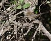 Occhiocotto_Coussouls_De_Crau_20_6_2016_++++6809sf