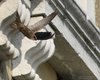 Rondone_pallido_volo_Venezia_30_7_2016_++++1368sf