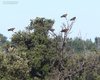 Nibbio_bruno_Coussouls_De_Crau_20_6_2016_++++6631sf
