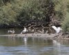 Pettegola_Delta_del_Po_6_8_2016_++++3273sf