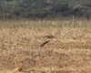Grandule_mimetismo_habitat_Caussols_De_Crau_20_6_2016_++_6465sf