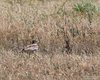 Occhione_Coussouls_de_Crau_19_6_2016_+++^4661sf