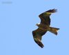 Nibbio_bruno_volo_Coussouls_de_Crau_19_6_2016_++++^4488sf