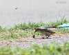Passera_sarda_Boccasette_ragno_argiope_bruenninchi_Delta_del_Po_6_8_2016_+++^4044sf