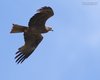 Nibbio_bruno_volo_Coussouls_De_Crau_Francia_20_6_2016_+++++7513sf