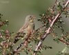 Ortolano_Stival_e_Piccolo_Verdon_Francia_22_6_2016_6996sf