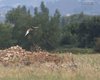 Gallina_prataiola_volo_habitat_Coussouls_de_Crau_Francia_21_6_2016_+++^9148sf