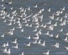 Gabbiano_comune_Gabbiano_roseo_Sterna_comune_Albarella_6_8_2016_++++^3003sf