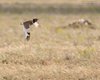 Gallina_prataiola_volo_Coussouls_de_Crau_19_6_2016_+++^5262sf