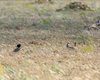 Gallina_prataiola_coppia_Coussouls_de_Crau_19_6_2016_+++5288sf