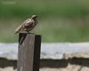 Passera_lagia_Verdon_Francia_23_6_2016_+++^8232_cr_sf