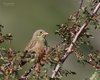Ortolano_Stival_e_Piccolo_Verdon_Francia_22_6_2016_+++++6974sf