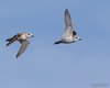 Fratino_volo_Camargue_Francia_21_6_2016_++++^4415sf