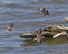 Piro_piro_piccolo_volo_Sacca_Scardovari_6_8_2016_++++^4854sf