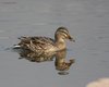Germano_reale_Lago_Caldonazzo_23_2_2008_++++1954sf