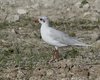 Gabbiano_corallino_Ca_Pasqua_28_8_2014_++++^5823sf