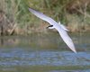 Sterna_zampenere_volo_Camargue_Francia_21_6_2016_++++^3306sf