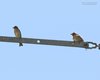 Passera_lagia_Passera_europea_Verdon_Francia_23_6_2016_++++8648sf