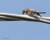 Topino_giovane_Millepertiche_20_8_2016_+++^7986sf