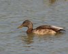 Germano_reale_San_Giuliano_parco_30_7_2016_+++++2632sf
