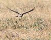 Sparviere_volo_Coussouls_De_Crau_20_6_2016_++++6190sf