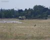 Gallina_prataiola_paesaggio_aeroporto_Coussouls_de_Crau_Francia_22_6_2016_+++9522sf