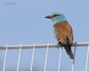 Ghiandaia_marina_Coussouls_De_Crau_Francia_20_6_2016_+++++8760sf